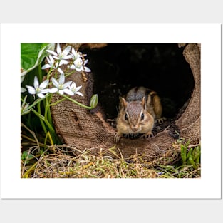 Chipmunk peeks out of his log home Posters and Art